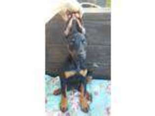 Doberman Pinscher Puppy for sale in Hopedale, OH, USA
