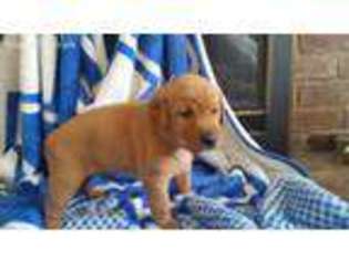Labrador Retriever Puppy for sale in Georgetown, KY, USA