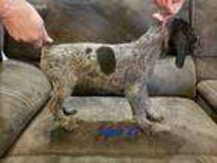 German Shorthaired Pointer Puppy for sale in Ogden, UT, USA