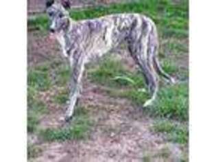 Greyhound Puppy for sale in Unknown, , USA