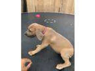 Cane Corso Puppy for sale in Roseboro, NC, USA