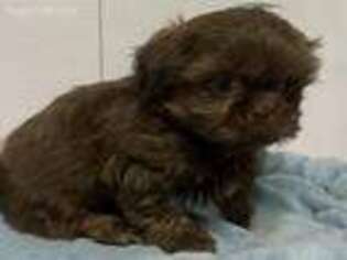 Mutt Puppy for sale in Williamsport, IN, USA