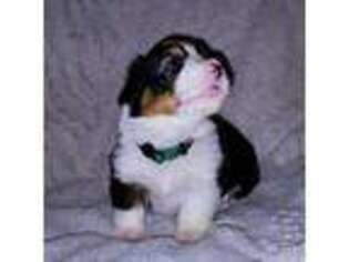 Pembroke Welsh Corgi Puppy for sale in New Castle, DE, USA