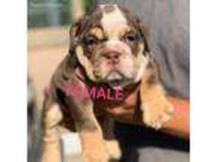 Bulldog Puppy for sale in Desert Hot Springs, CA, USA