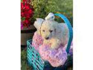 Goldendoodle Puppy for sale in Rogers, AR, USA