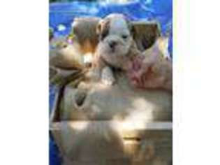 Bulldog Puppy for sale in Seagoville, TX, USA