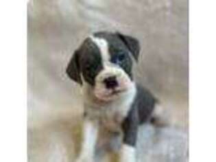 Boston Terrier Puppy for sale in Cortland, OH, USA