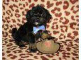 Yorkshire Terrier Puppy for sale in Eden, NY, USA