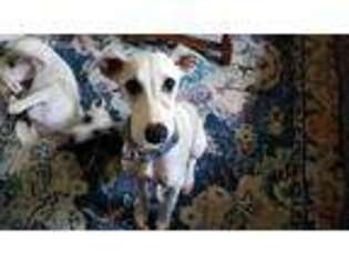 Whippet Puppy for sale in Madisonville, TN, USA