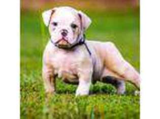 Olde English Bulldogge Puppy for sale in Suffolk, VA, USA