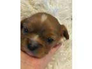 Cavalier King Charles Spaniel Puppy for sale in Kingston, TN, USA
