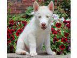 Siberian Husky Puppy for sale in Carmel, NY, USA