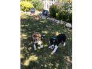 Border Collie Puppy for sale in Moorpark, CA, USA