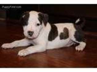 American Staffordshire Terrier Puppy for sale in Garner, NC, USA