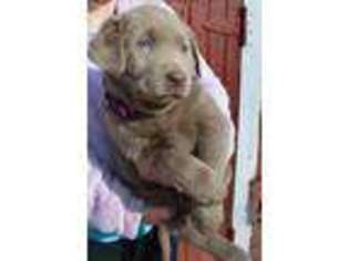 Labrador Retriever Puppy for sale in Le Mars, IA, USA