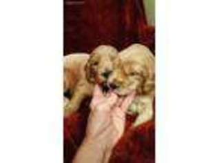 Goldendoodle Puppy for sale in Gilmer, TX, USA