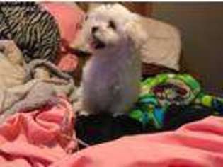 Maltese Puppy for sale in Roanoke, VA, USA