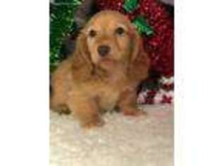 Dachshund Puppy for sale in Rural Retreat, VA, USA