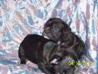 French Bulldog Puppy for sale in SALEM, MO, USA