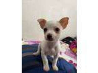 Chihuahua Puppy for sale in Oceanside, CA, USA