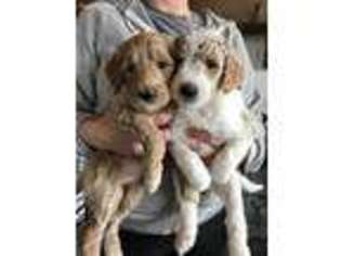 Goldendoodle Puppy for sale in Elkhart, IN, USA
