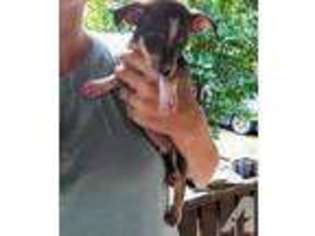 Rat Terrier Puppy for sale in NORTH LITTLE ROCK, AR, USA