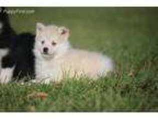 Medium Photo #1 Alaskan Klee Kai Puppy For Sale in Grand Rapids, MI, USA