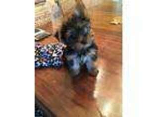 Yorkshire Terrier Puppy for sale in Hazlet, NJ, USA