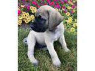 Mastiff Puppy for sale in Middleton, MI, USA