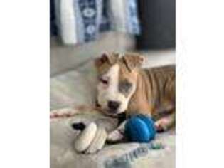 Mutt Puppy for sale in Vergennes, IL, USA