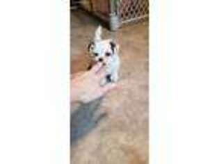 Shorkie Tzu Puppy for sale in Mount Pleasant, MI, USA