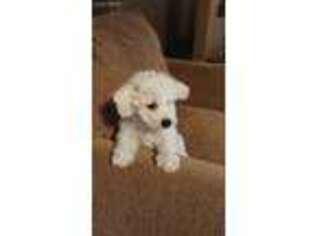 Bichon Frise Puppy for sale in Greeley, CO, USA