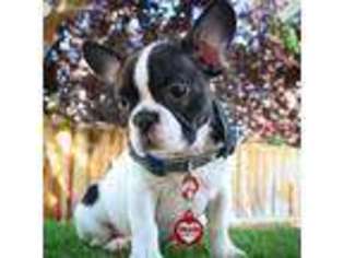 French Bulldog Puppy for sale in Pettisville, OH, USA
