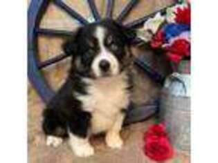 Miniature Australian Shepherd Puppy for sale in Kalama, WA, USA