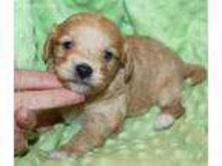 Cavachon Puppy for sale in Crocker, MO, USA