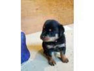 Rottweiler Puppy for sale in Columbia City, IN, USA