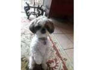 Mutt Puppy for sale in Deerfield Beach, FL, USA