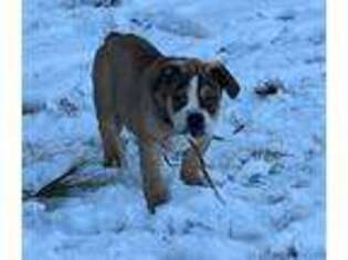 Olde English Bulldogge Puppy for sale in Hookerton, NC, USA