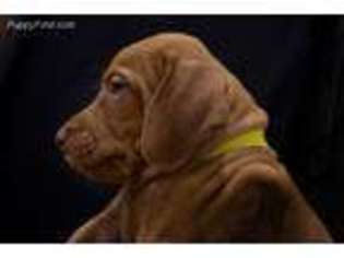 Vizsla Puppy for sale in Alliance, OH, USA