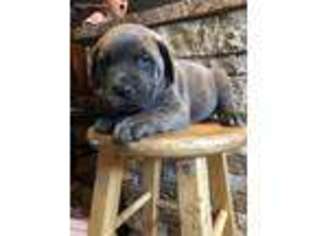 Cane Corso Puppy for sale in Toms River, NJ, USA