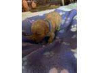 Labradoodle Puppy for sale in Park Ridge, IL, USA