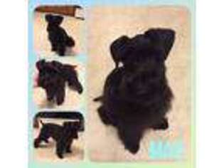 Mutt Puppy for sale in New Washington, IN, USA
