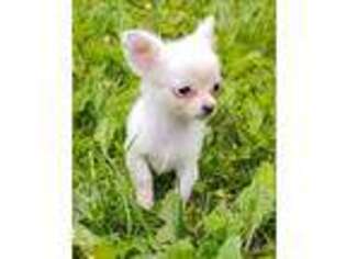 Chihuahua Puppy for sale in Cabool, MO, USA