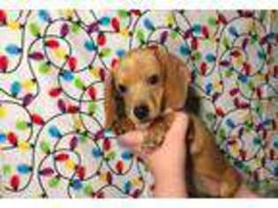 Dachshund Puppy for sale in Fort Worth, TX, USA