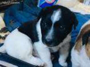 Jack Russell Terrier Puppy for sale in La Jara, CO, USA