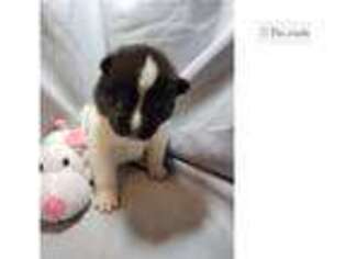 Akita Puppy for sale in Portland, OR, USA