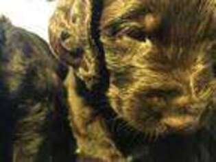 Labradoodle Puppy for sale in Salinas, CA, USA