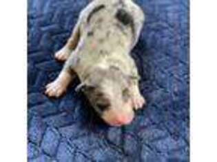 Australian Shepherd Puppy for sale in Beaverdam, VA, USA