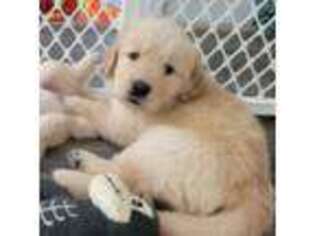 Golden Retriever Puppy for sale in Sherman, TX, USA