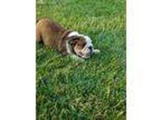 Bulldog Puppy for sale in Glenwood, IA, USA